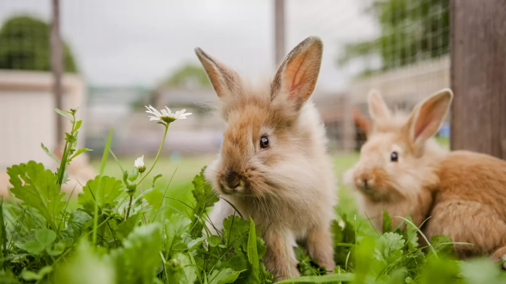 The Role of Monogamy in Rabbit Social Structures