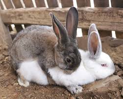 How long do rabbits mate for life?