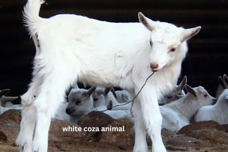 Conservation Efforts for the White Coza