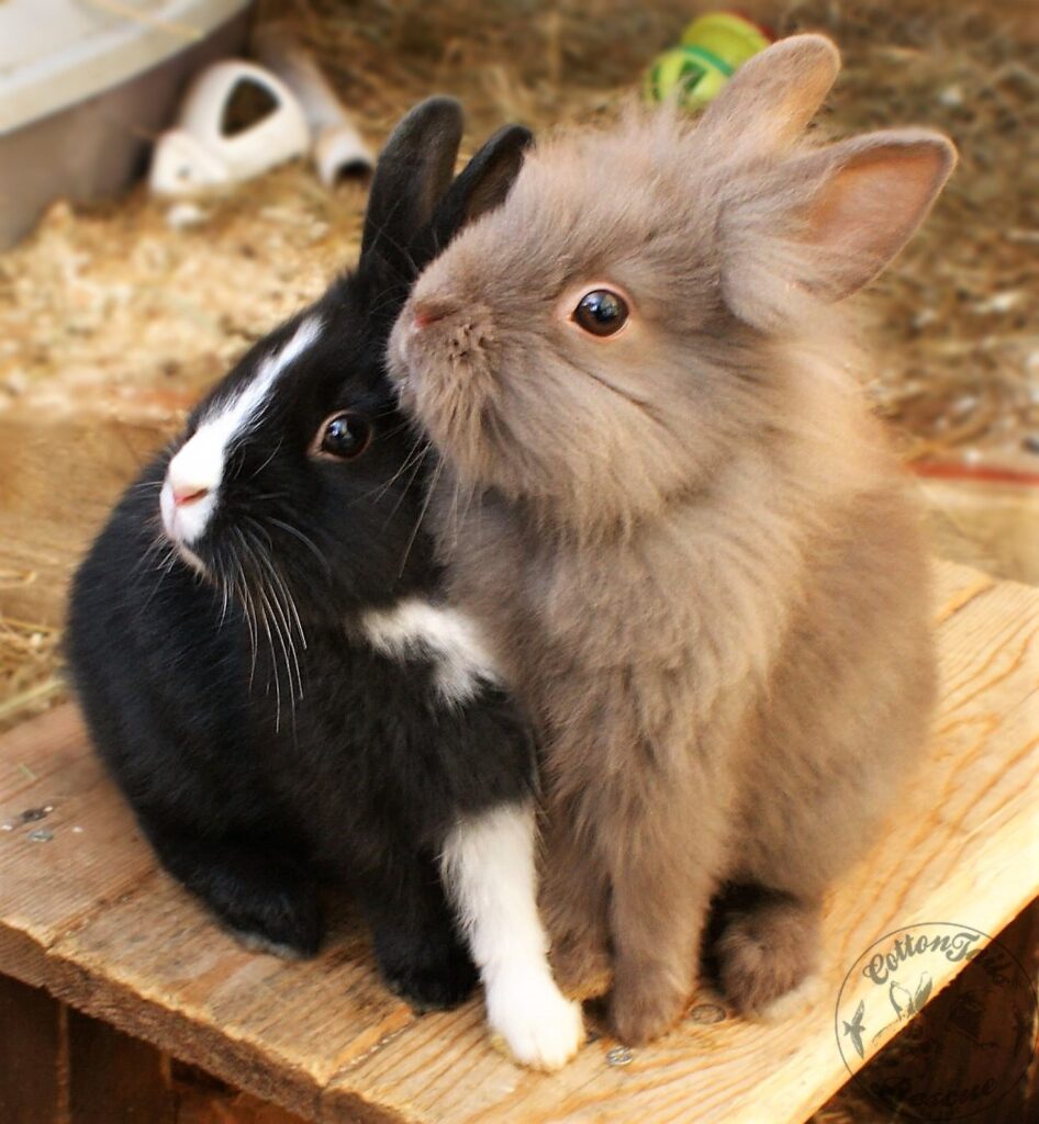 Do Rabbits Mate for Life?