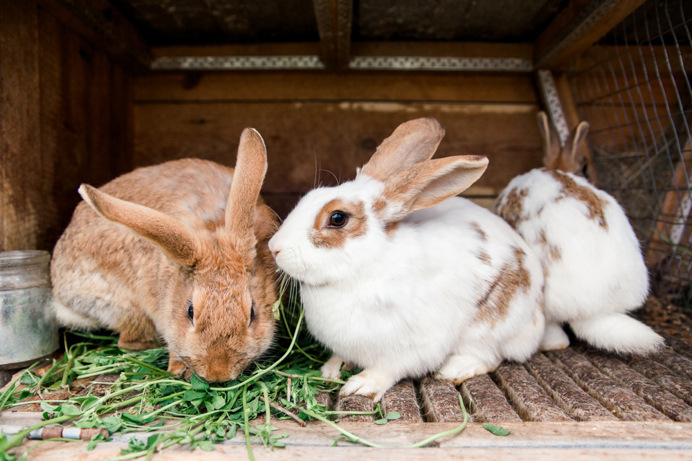 The benefits of monogamy in rabbits